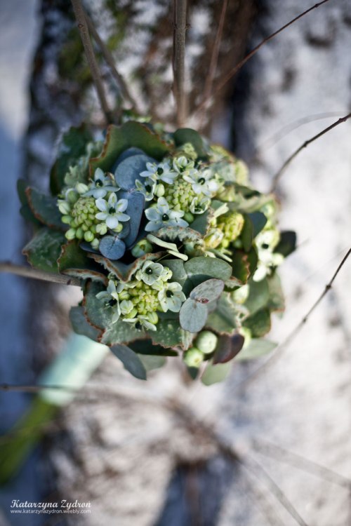 Miętowa Panna Młoda